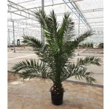 Phoenix Canariensis - Canarische Dadelpalm 150-180cm - Volle Palm