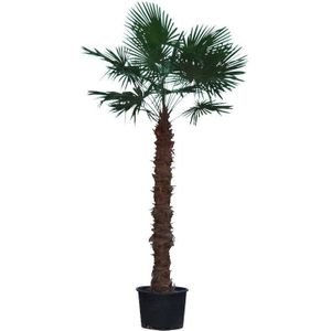 Trachycarpus Fortunei - Waaierpalm 280-350cm - 150-190 Stam
