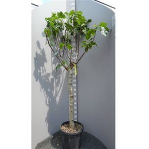 Ficus Carica 'brown Turkey' - Vijgenboom 190-250cm - Zeer Dik