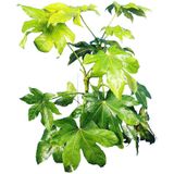 Fatsia Japonica - Vingerplant 60-70cm