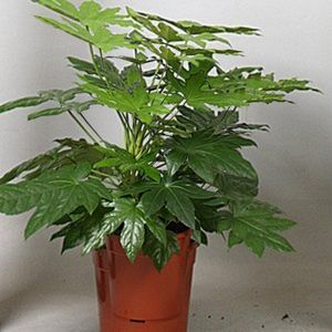 Fatsia Japonica - Vingerplant 30-45cm