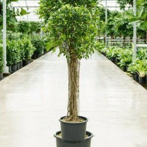 Ficus Microcarpa 'nitida' 175-185cm