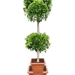 Ficus Microcarpa 'nitida' 170-180cm - Stam Etage 2-bol