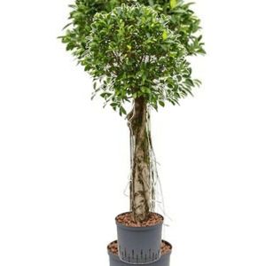 Ficus Microcarpa 'nitida' 110-120cm