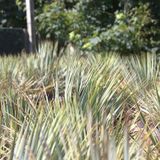 Yucca Rostrata - Palmlelie 45-55cm - Volle Plant