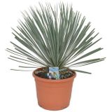 Yucca Rostrata - Palmlelie 45-55cm - Volle Plant