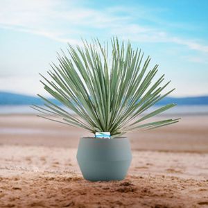 Yucca Rostrata - Palmlelie 45-55cm - Volle Plant