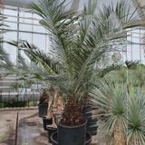 Jubaea Chilensis - Kokospalm 300-325cm