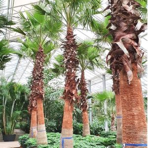 Washingtonia Robusta - Woestijnpalm 650-670cm - Kale Stam