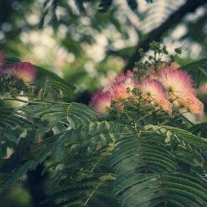 Albizia Julibrissin - Perzische Slaapboom 60-110cm