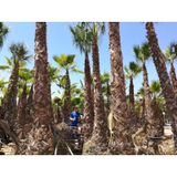 Washingtonia Robusta - Woestijnpalm 600-750cm - Eigen Import