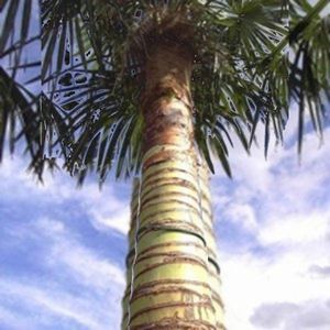 Trachycarpus Fortunei - Waaierpalm 360-440cm - Kale Stam
