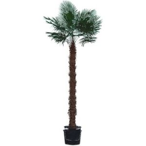 Trachycarpus Fortunei - Waaierpalm 380-500cm - 270 Stam