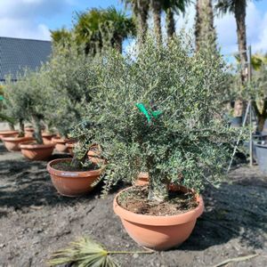 Olea Europaea - Olijfboom 140-220cm - Bowl Extra Vol