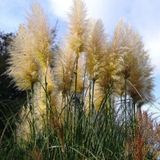 Cortaderia Selloana 'pumila' - Wit Pampasgras 7-25cm