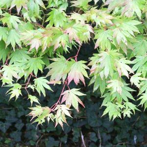 Acer Palmatum 'orange Dream' - Japanse Esdoorn 30-40cm