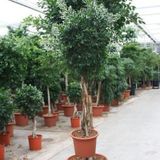 Ficus Microcarpa 'nitida' 290-300cm