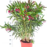 Nerium Oleander - Oleanderplant - Verschillende Kleuren 69-110cm - Zware Kwaliteit!