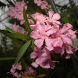 Nerium Oleander - Oleanderplant - Verschillende Kleuren 10-30cm - Roze