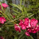 Nerium Oleander - Oleanderplant - Verschillende Kleuren 10-30cm - Roze