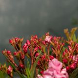 Nerium Oleander - Oleanderplant - Verschillende Kleuren 10-30cm - Roze