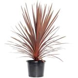 Cordyline Australis 'red Star' - Rode Koolpalm 50-70cm - Super Actie