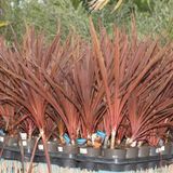 Cordyline Australis 'red Star' - Rode Koolpalm 30-50cm