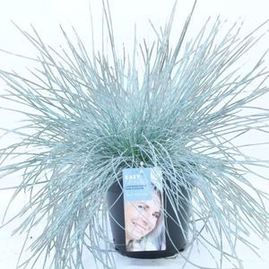 Festuca Glauca 'intense Blue' - Blauw Siergras 10-20cm - Kleiner Formaat