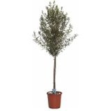 Olea Europaea - Olijfboom 190-220cm - Stamvorming