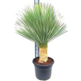 Yucca Rostrata - Palmlelie 90-110cm