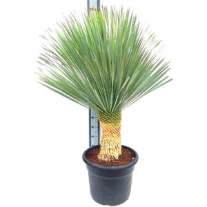 Yucca Rostrata - Palmlelie 90-110cm
