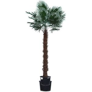 Trachycarpus Fortunei - Waaierpalm 350-430cm - 220-250 Stam