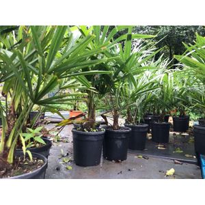 Trachycarpus Fortunei - Waaierpalm 50-65cm