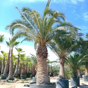 Phoenix Canariensis - Canarische Dadelpalm 500-750cm