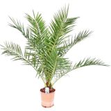 Phoenix Canariensis - Canarische Dadelpalm 100-150cm - Actie