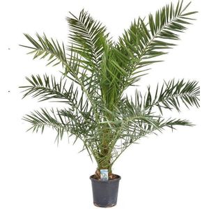 Phoenix Canariensis - Canarische Dadelpalm 85-110cm