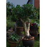 EGLO SPINETOLI UDEND�RS S�T 6XSPYD I K�DE 162LM