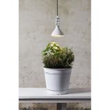 Eglo - PAR38 - Led Lamp - Warm Wit - E27 Fitting - 16 W - 12 cm