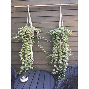 Trendy Plantenhanger - Katoen - Wit - 85cm
