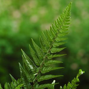 Plants Online - Tuinplanten - Vaste planten - Set van 1 - Polystichum tsussimense - 2 liter pot - Plant