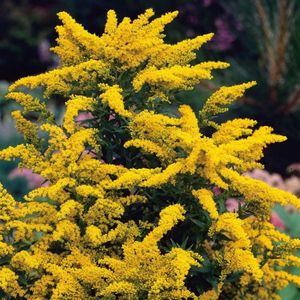 Plants Online - Tuinplanten - Vaste planten - Set van 5 - Solidago 'Goldkind' - 0.7 liter pot - Plant