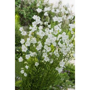 Plants Online - Tuinplanten - Vaste planten - Set van 5 - Campanula persicifolia 'Alba' - 0.7 liter pot - Plant