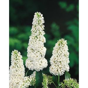 Plants Online - Tuinplanten - Heesters - Set van 1 - Buddleja davidii 'White Bouquet' - 3 liter pot - Plant 40-50 cm