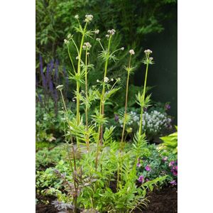 Plants Online - Set van 5 - Valeriana officinalis - 0.7 liter pot - Plant