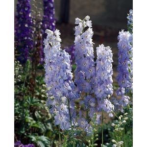 Plants Online - Tuinplanten - Vaste planten - Set van 5 - Delphinium (P) 'Magic Fountains Sky Blue' - 0.7 liter pot - Plant