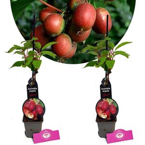 Set Van 2 Kiwibessen - Actinidia arguta 'Geneva' - Hoogte 40cm - 9cm pot