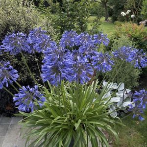 Agapanthus Blauw - 3 Planten - Potplant - Tuinplant - Vaste Plant - Afrikaanse Lelie - Kaapse Lelie - Max. 90 cm hoog