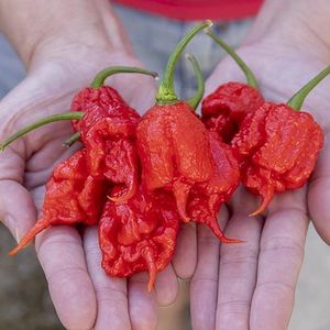 Peper zaden - Carolina Reaper