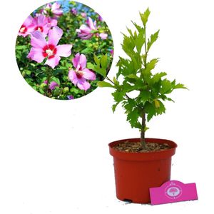 Hibiscus Syriacus 'Maike' Altheastruik, 2 liter pot