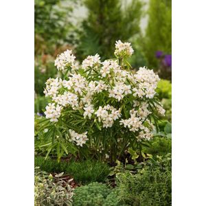 Plants Online - Tuinplanten - Heesters - Set van 1 - Choisya 'Aztec Pearl' - 10 liter pot - Plant cm